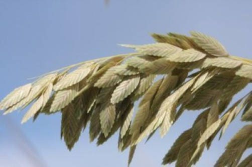 100 NORTHERN SEA OATS Grass Inland Chasmanthium Seeds