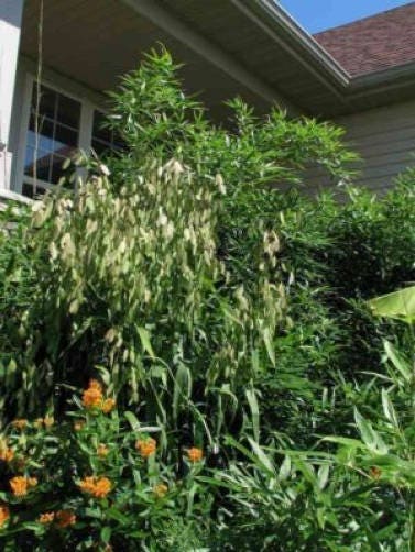 100 NORTHERN SEA OATS Grass Inland Chasmanthium Seeds