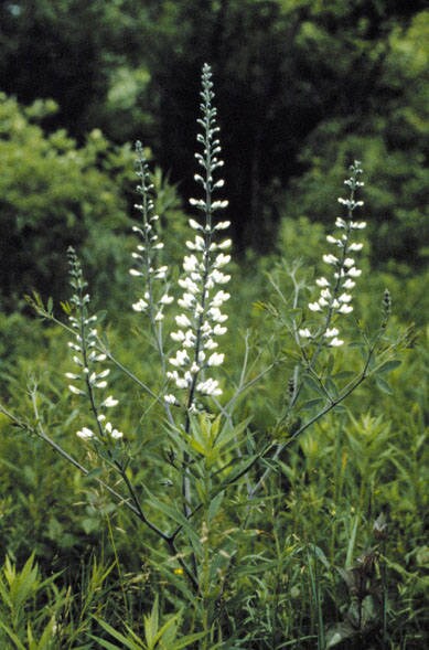 50 WHITE WILD INDIGO Baptisia Alba Usa Native Pollinator Flower Seeds