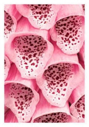 1000 PINK & PURPLE Mix FOXGLOVE Digitalis Flower Seeds