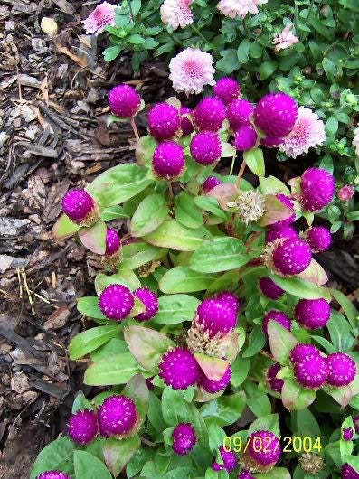 50 GLOBE AMARANTH MIX Gomphrena Globosa Mixed Colors Amaranthus Flower Seeds