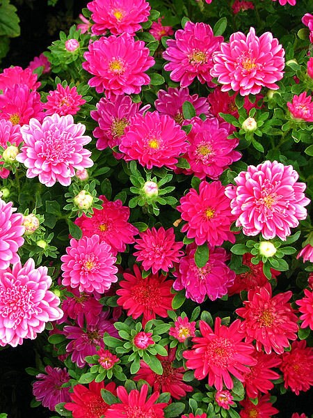 250 MIXED Colors CHINA ASTER Callistephus Chinensis Flower Seeds