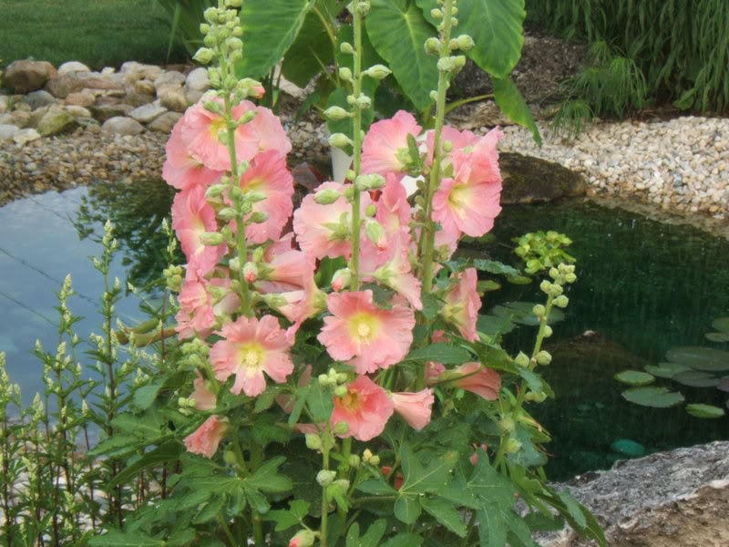 50 Mixed Colors HOLLYHOCK KING HENRY Viii Mix Alcea Rosea Flower Seeds
