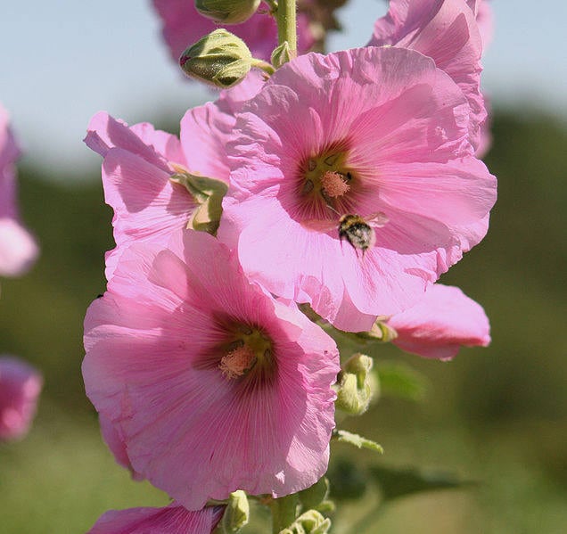 50 Mixed Colors HOLLYHOCK KING HENRY Viii Mix Alcea Rosea Flower Seeds