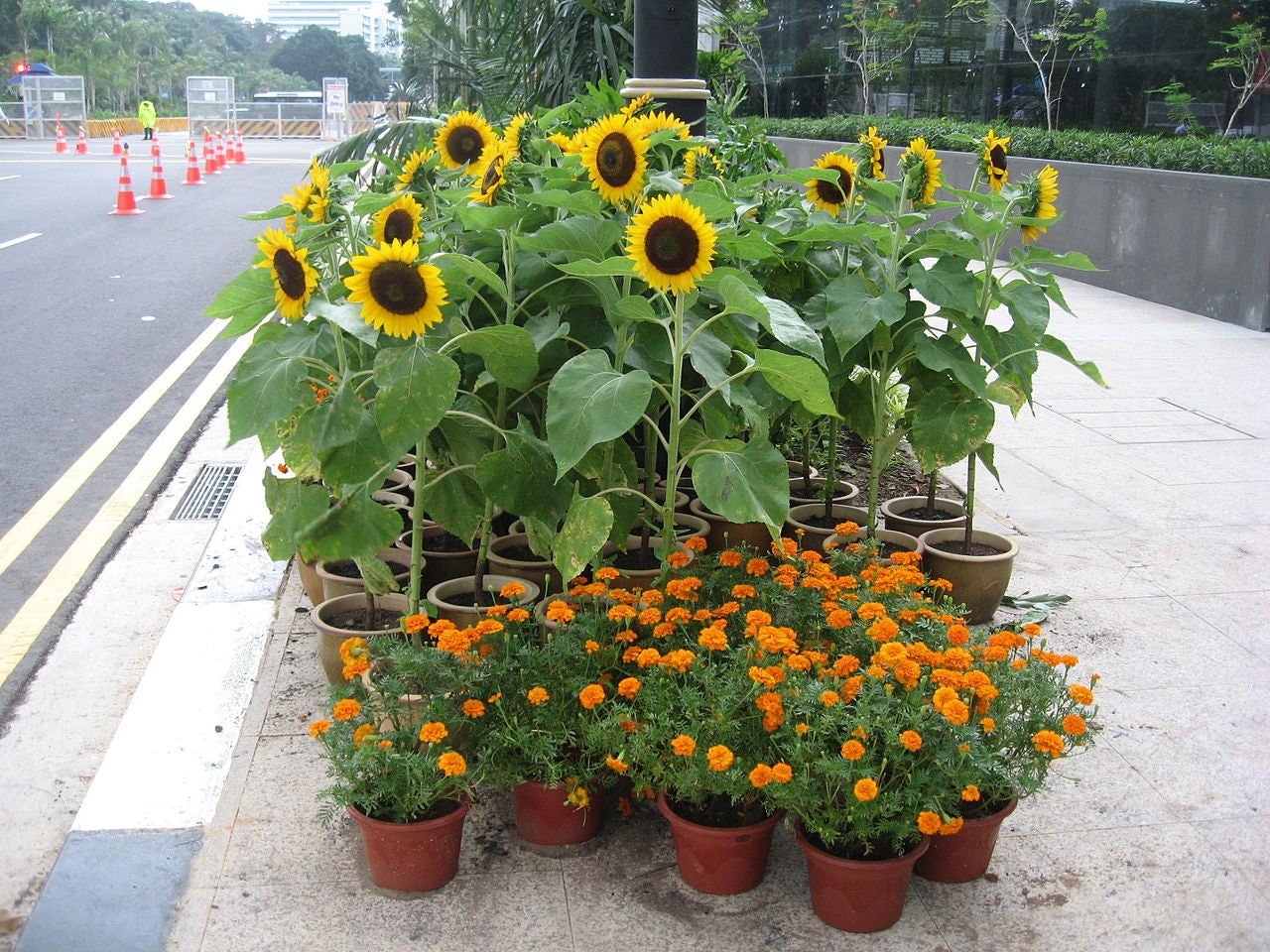 30 INCREDIBLE DWARF SUNFLOWER Helianthus Annuus Flower Seeds