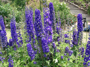 500 Purple ROCKET LARKSPUR DELPHINIUM Ajacis Consolida Flower Seeds