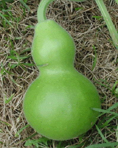 20 BIRDHOUSE GOURD (Hard Shelled Gourd / Calabash) Lagenaria Siceraria Vine Seeds