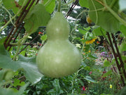 20 BIRDHOUSE GOURD (Hard Shelled Gourd / Calabash) Lagenaria Siceraria Vine Seeds