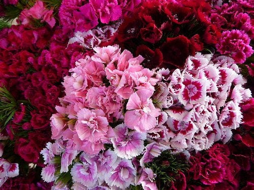 500 MIXED Colors SWEET WILLIAM Dianthus Barbatus Color Mix Red White Pink Bicolor Flower Seeds