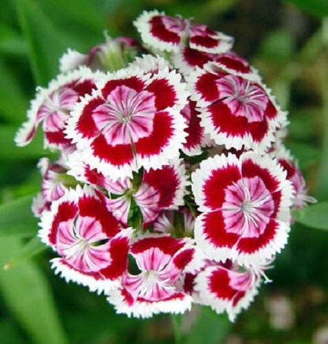 500 MIXED Colors SWEET WILLIAM Dianthus Barbatus Color Mix Red White Pink Bicolor Flower Seeds
