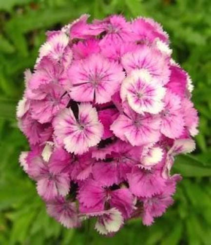 500 MIXED Colors SWEET WILLIAM Dianthus Barbatus Color Mix Red White Pink Bicolor Flower Seeds