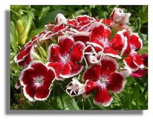 500 MIXED Colors SWEET WILLIAM Dianthus Barbatus Color Mix Red White Pink Bicolor Flower Seeds