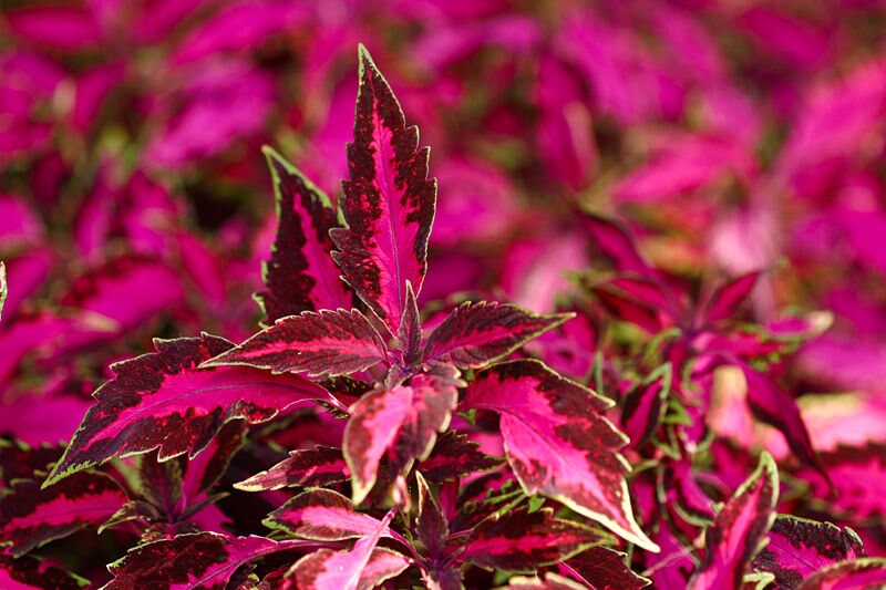 100 Mixed Colors COLEUS RAINBOW MIX Shade Houseplant Solenostemon Flower Seeds