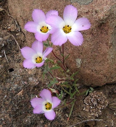 1000 MOUNTAIN PHLOX (California Phlox) Linanthus Grandiflorus Flower Seeds