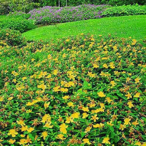1500 Great SAINT JOHNS WORT St John's Hypericum Pyramidatum Yellow Flower Herb Seeds