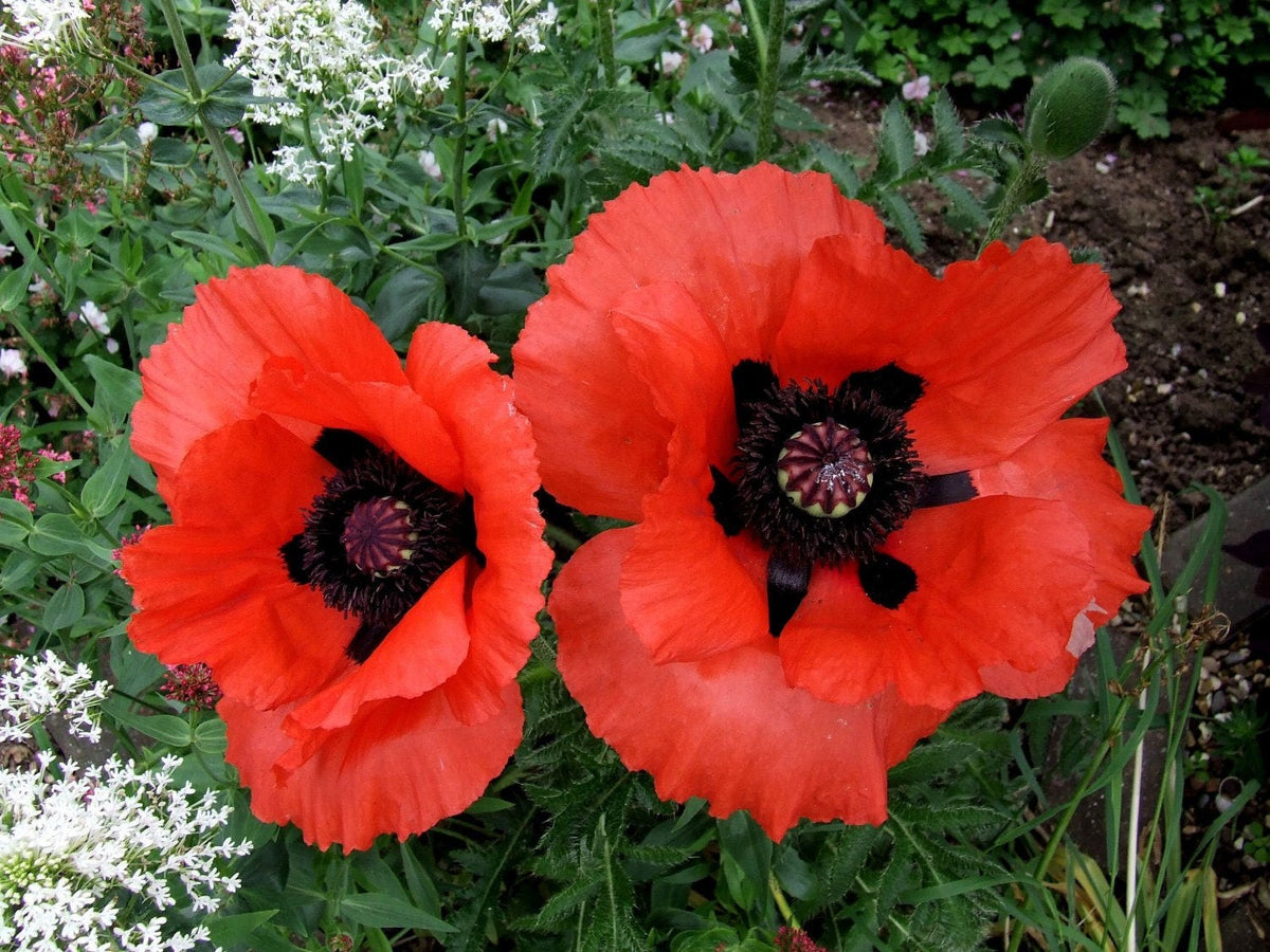 1000 MIXED Colors ORIENTAL POPPY Papaver Orientale Flower Seeds