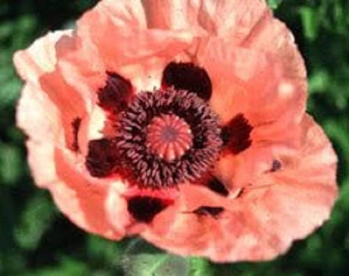 1000 MIXED Colors ORIENTAL POPPY Papaver Orientale Flower Seeds