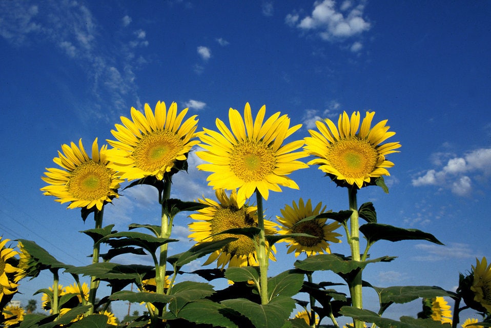 50 HOPI COMMON SUNFLOWER Helianthus Annuus Flower Seeds
