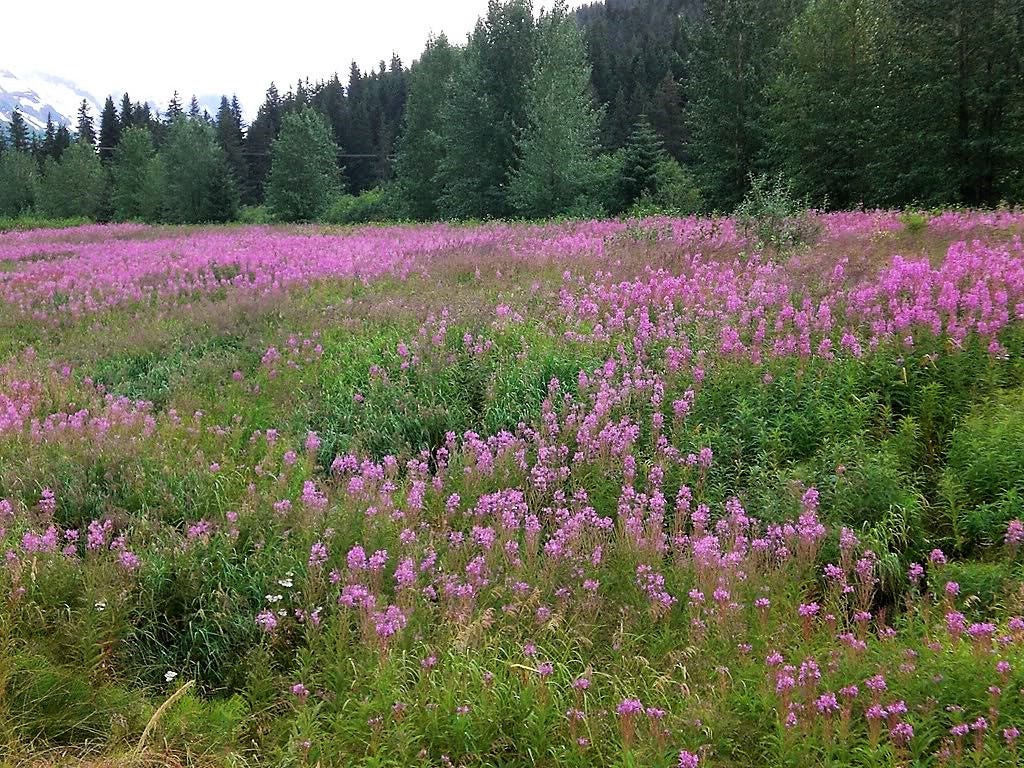 300 FIREWEED / ROSEBAY (Great Willowherb) Epilobium Angustifolium Flower Seeds