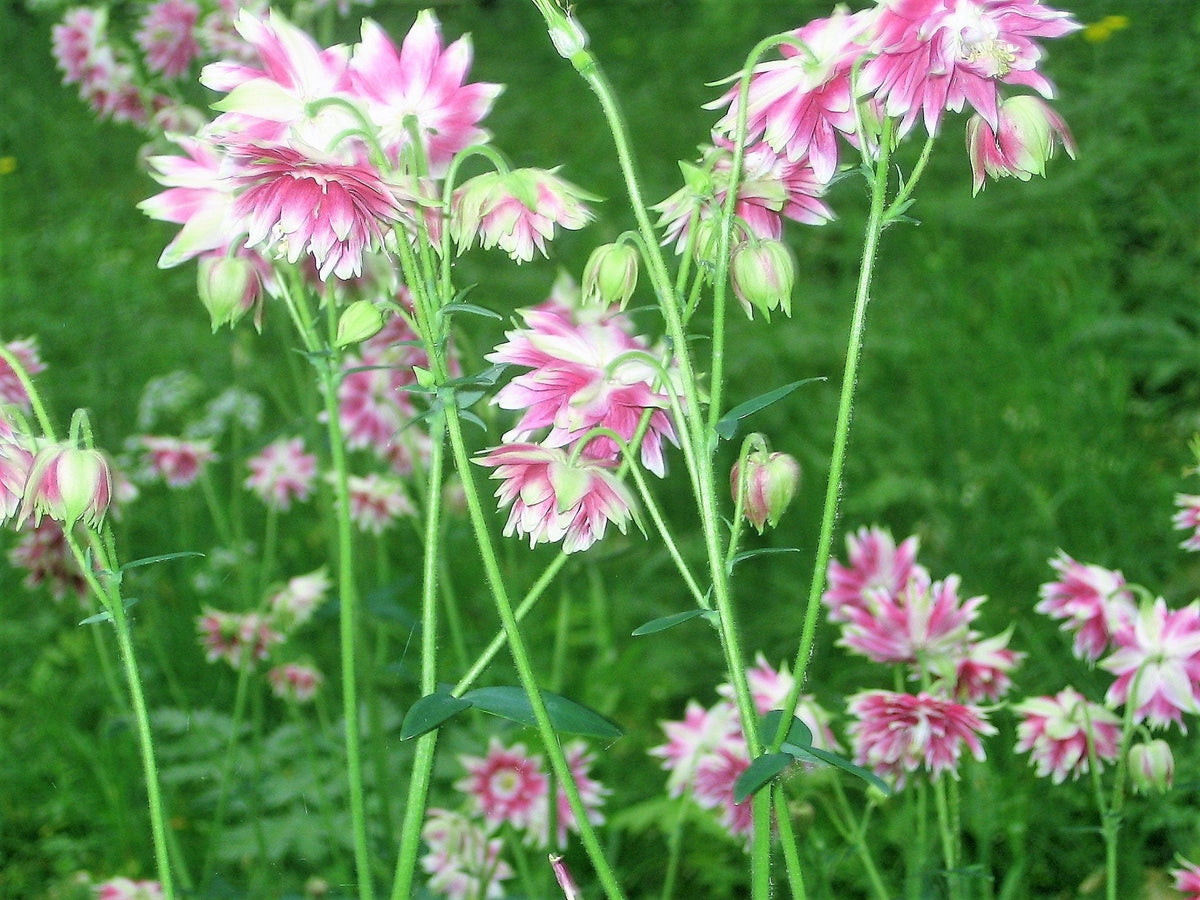 25 NORA BARLOW Pink COLUMBINE Aquilegia Caerulea Flower Seeds