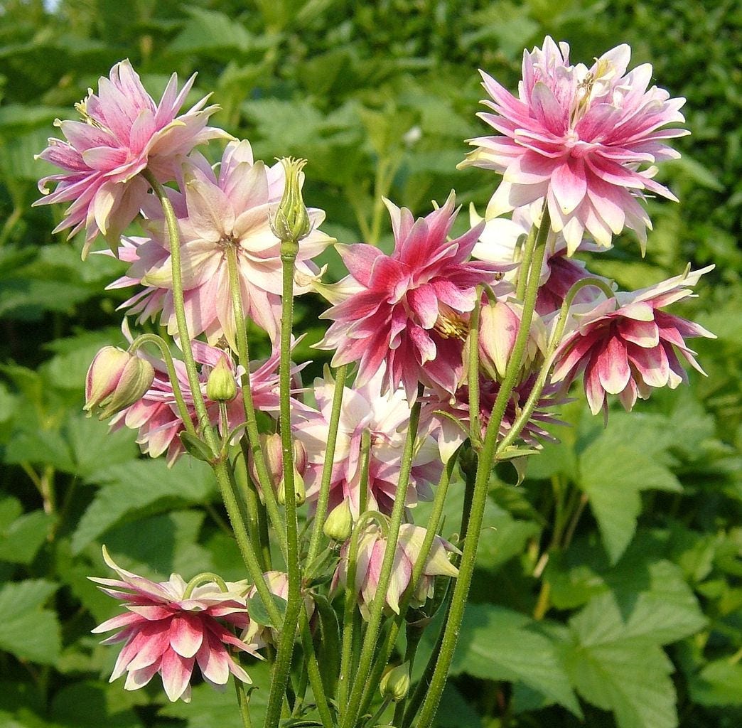 25 NORA BARLOW Pink COLUMBINE Aquilegia Caerulea Flower Seeds