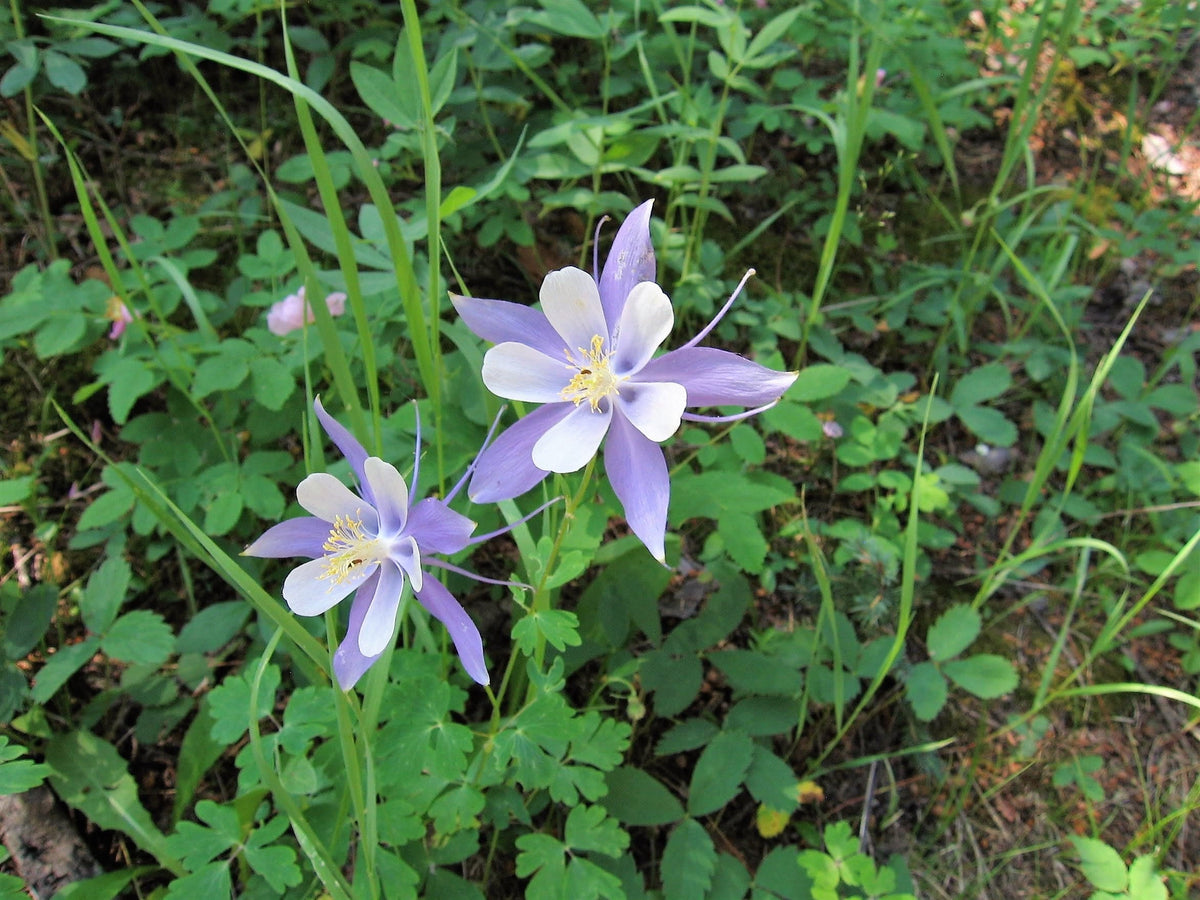 50 Blue ROCKY MOUNTAIN COLUMBINE Aquilegia Caerulea Flower Seeds
