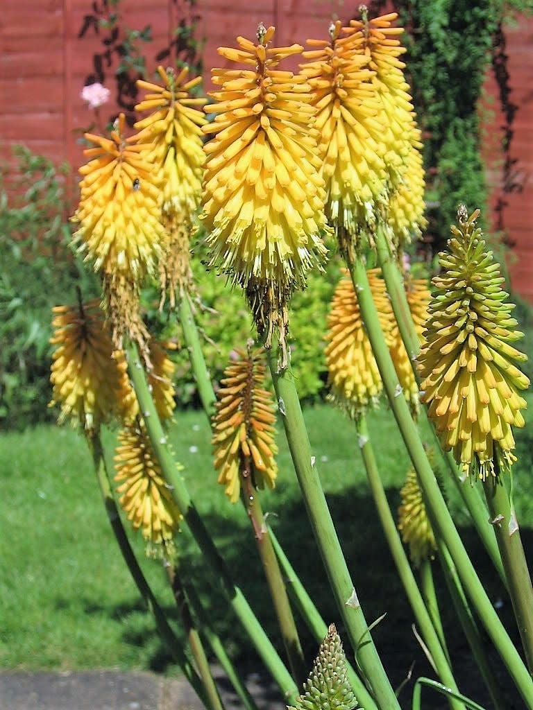 50 TORCH LILY Red Hot Poker / Tritoma / Kniphofia Uvaria Flower Seeds