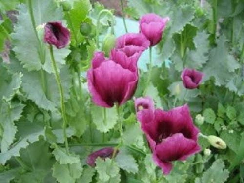 1000 LAVENDER POPPY Purple Papaver Somniferum Flower Seeds