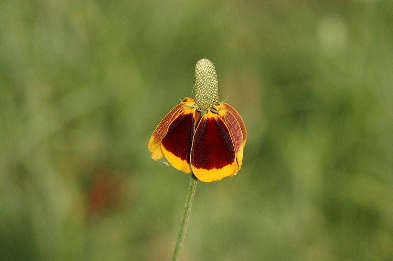 500 MEXICAN HAT Ratibida Columnaris Flower Seeds