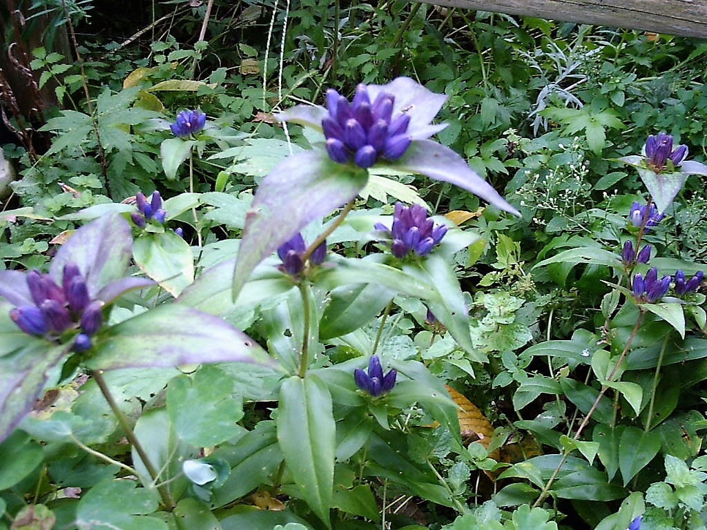 200 BOTTLE GENTIAN (Closed or Blind Gentian / Cloistered Heart) Gentiana Andrewsii Flower Seeds