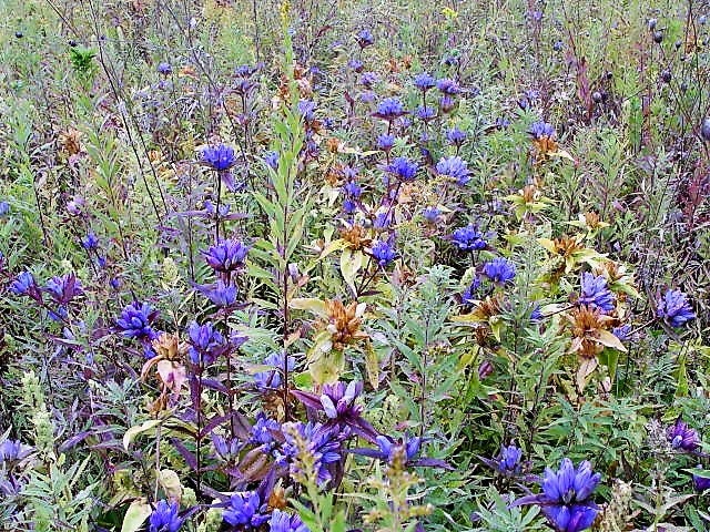 200 BOTTLE GENTIAN (Closed or Blind Gentian / Cloistered Heart) Gentiana Andrewsii Flower Seeds