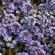 100 WONDERLAND BLUE ALYSSUM Lobularia Maritima Flower Seeds