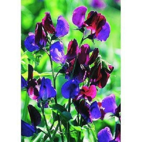 60 Mixed Colors SWEET PEA ROYAL Family Mix Lathyrus Odoratus Flower Vine Seeds
