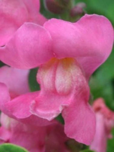 2000 PINK SNAPDRAGON Linaria Maroccana Flower Seeds