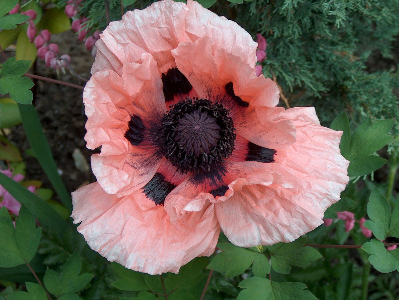 100 Princess Victoria Louise ORIENTAL POPPY Papaver Orientale Flower Seeds
