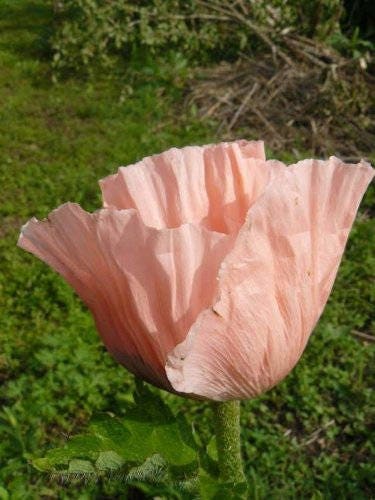 100 Princess Victoria Louise ORIENTAL POPPY Papaver Orientale Flower Seeds