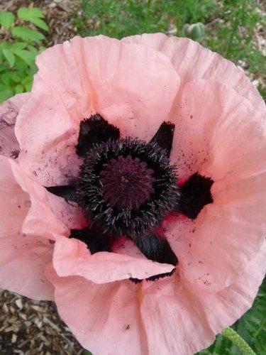 100 Princess Victoria Louise ORIENTAL POPPY Papaver Orientale Flower Seeds