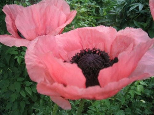 100 Princess Victoria Louise ORIENTAL POPPY Papaver Orientale Flower Seeds