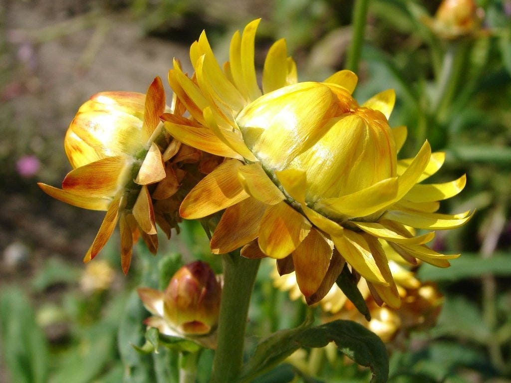 50 YELLOW DOUBLE STRAWFLOWER Helichrysum Bracteatum Flower Seeds