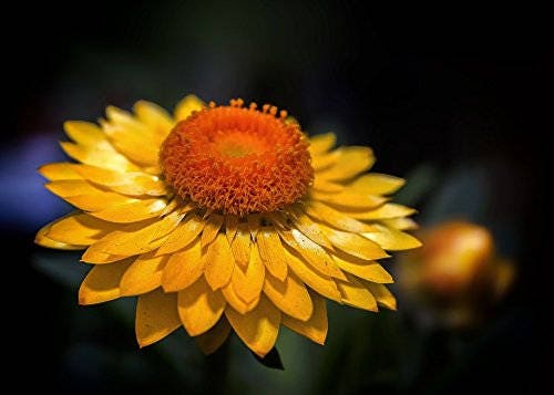 50 YELLOW DOUBLE STRAWFLOWER Helichrysum Bracteatum Flower Seeds