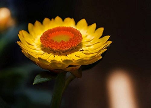 50 YELLOW DOUBLE STRAWFLOWER Helichrysum Bracteatum Flower Seeds