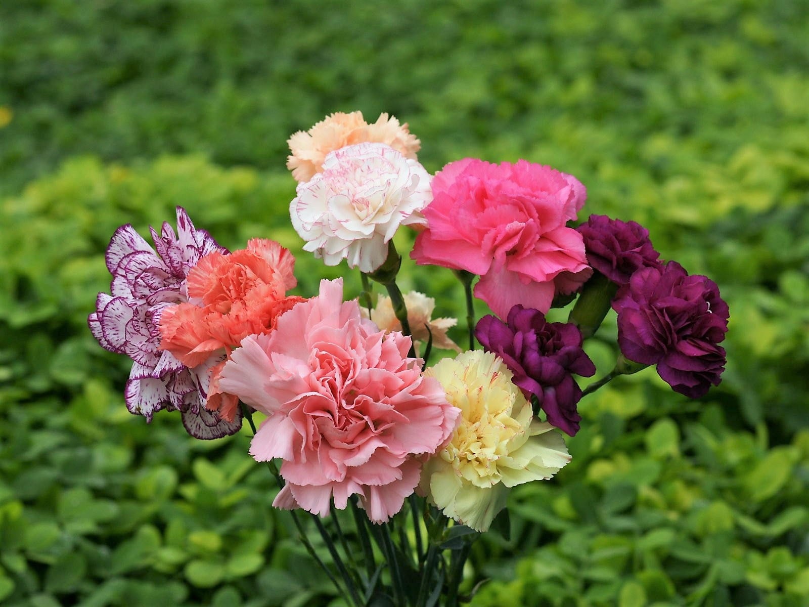 100 Mixed CARNATION / DOUBLE DIANTHUS Chinensis Flower Seeds
