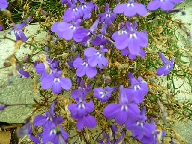 200 LILAC Purple LOBELIA REGATTA Lobelia Erinus Flower Seeds