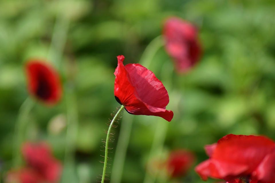 100 RED TULIP POPPY Papaver Glaucum Flower Seeds