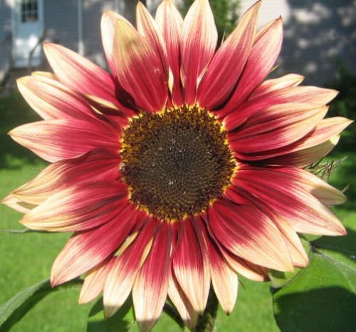 100 AUTUMN BEAUTY SUNFLOWER Helianthus Annuus Flower Seeds