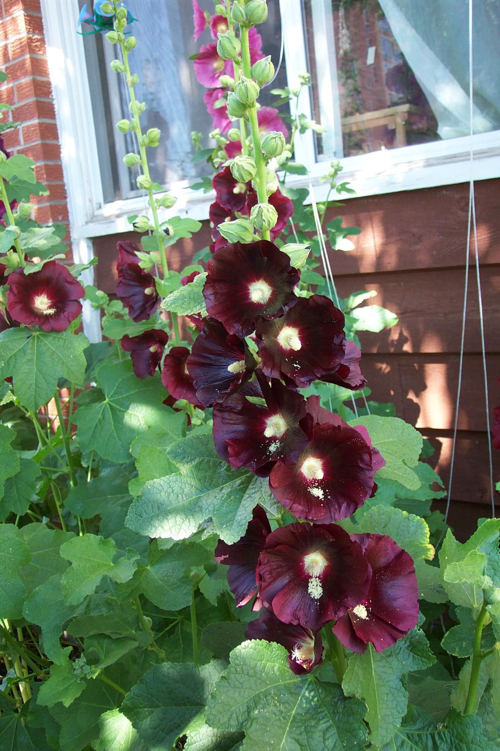 25 BURGUNDY RED HOLLYHOCK Alcea Rosea Flower Seeds Perennial
