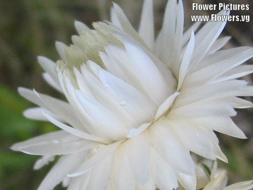 100 WHITE DOUBLE STRAWFLOWER Helichrysum Monstrosum Flower Seeds
