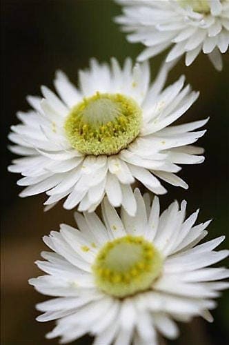 100 WHITE DOUBLE STRAWFLOWER Helichrysum Monstrosum Flower Seeds