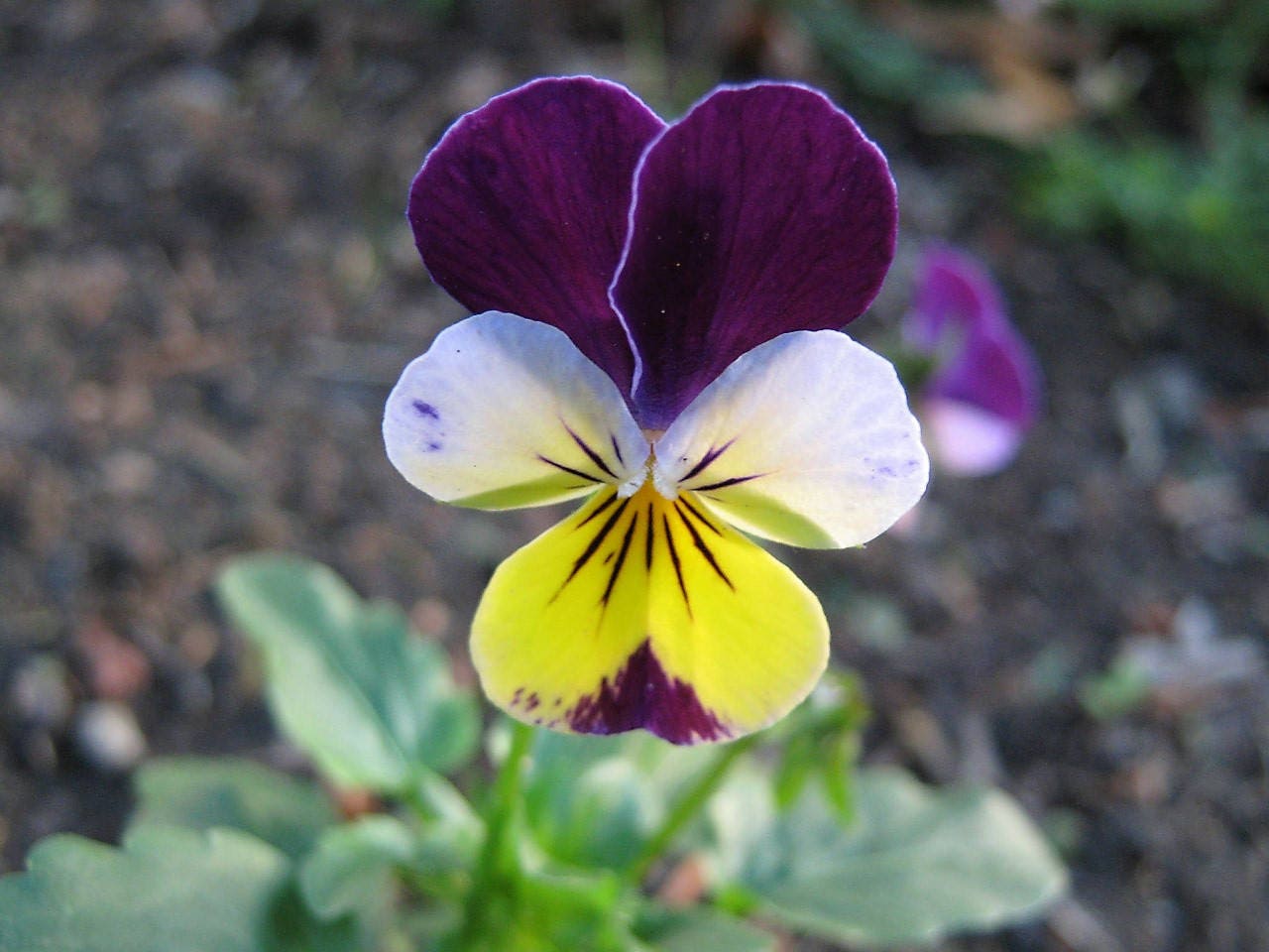 250 JOHNNY JUMP UP Helen Mount Violet Viola Tricolor Flower Seeds