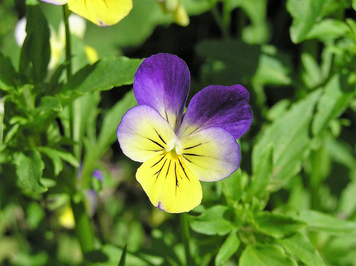 250 JOHNNY JUMP UP Helen Mount Violet Viola Tricolor Flower Seeds